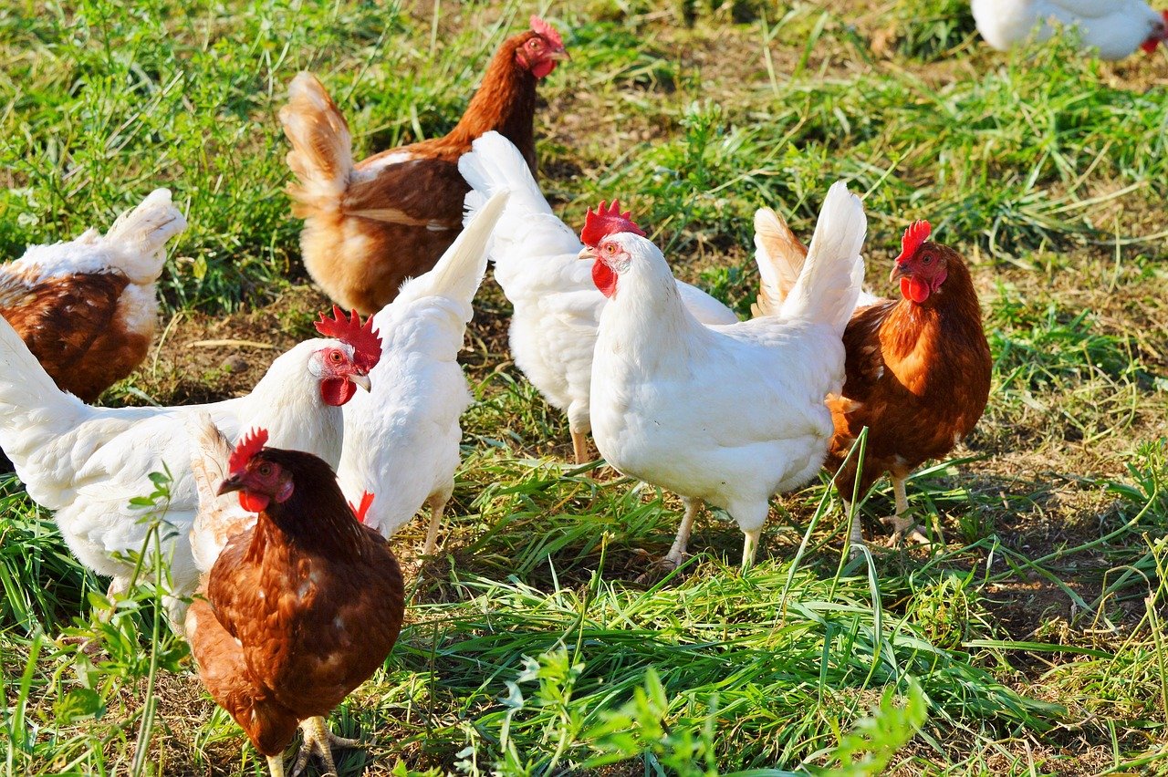 Cúm gia cầm làm chết hơn 100.000 con gà mái ở một trang trại ở CH Séc
