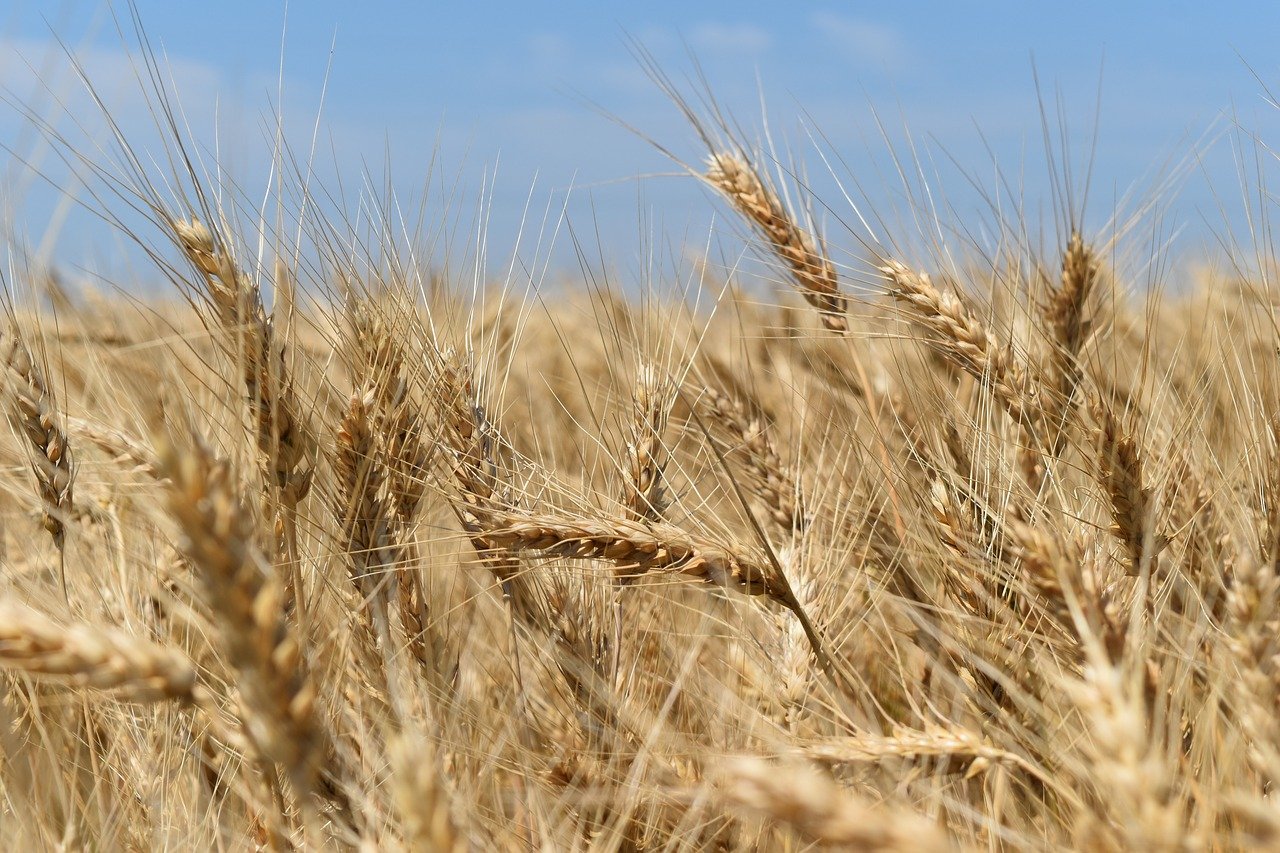 Khoảng 20 triệu tấn ngũ cốc sẵn sàng rời Ukraine; EU đặt ra các quy tắc phân bổ năng lượng