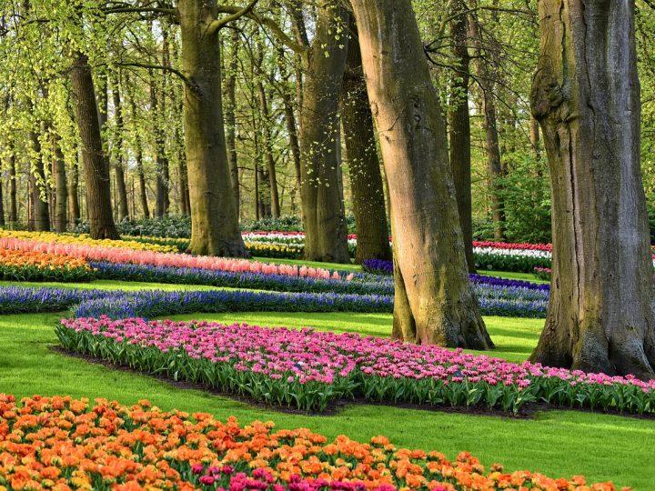 Keukenhof: Hướng dẫn đầy đủ để tham quan vườn hoa tulip của Hà Lan