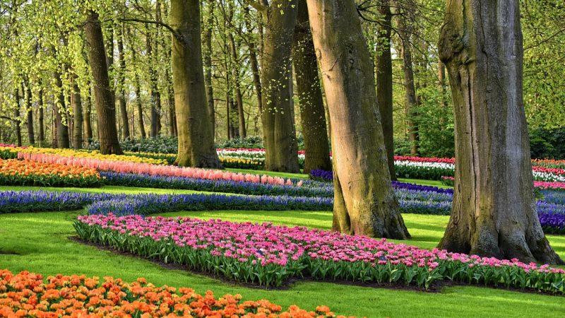 Keukenhof: Hướng dẫn đầy đủ để tham quan vườn hoa tulip của Hà Lan