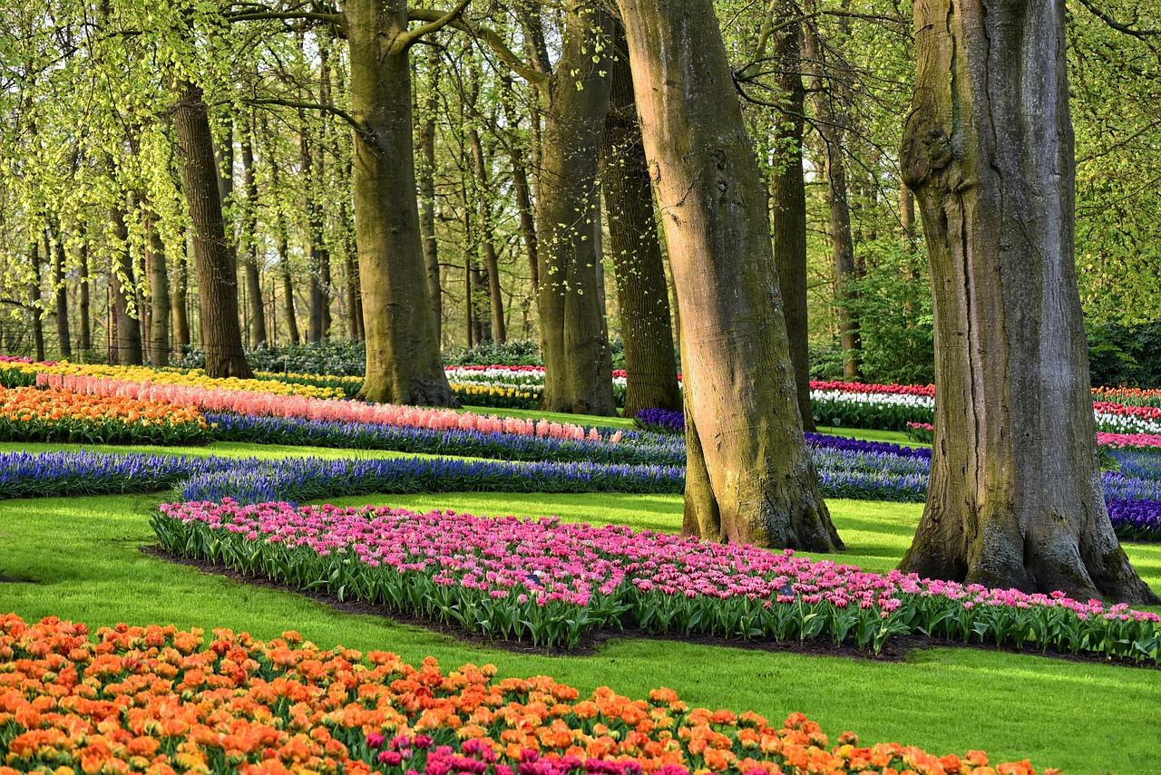 Keukenhof: Hướng dẫn đầy đủ để tham quan vườn hoa tulip của Hà Lan