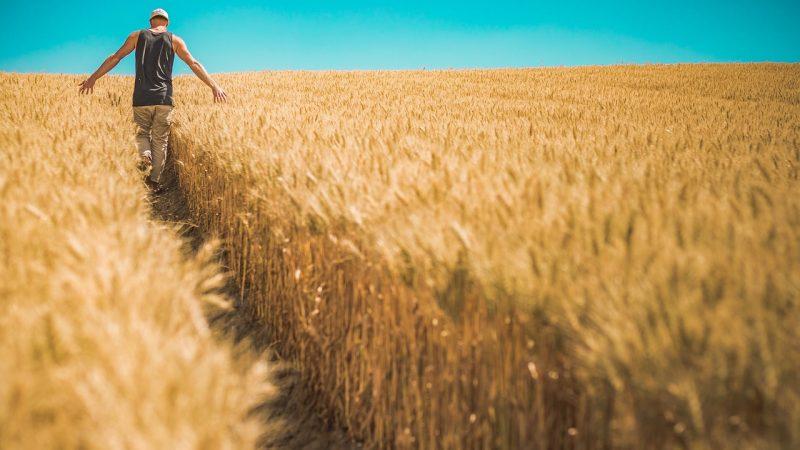 Nông dân Romania và Bulgaria tức giận vì nông sản Ukraine nhập khẩu