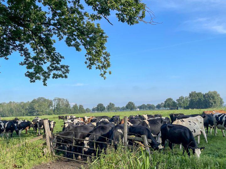 Ngành nông nghiệp Hà Lan: Chúng tôi phải đối mặt với một cuộc khủng hoảng mà chúng tôi chưa từng đối mặt trước đây