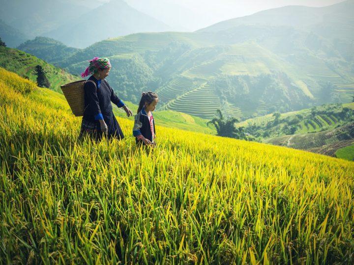 Việt Nam cắt giảm xuất khẩu gạo hàng năm 44% xuống còn 4 triệu tấn vào năm 2030