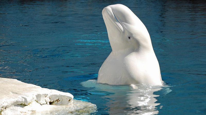 Cá voi “gián điệp” Beluga của Nga được phát hiện ngoài khơi bờ biển Thụy Điển