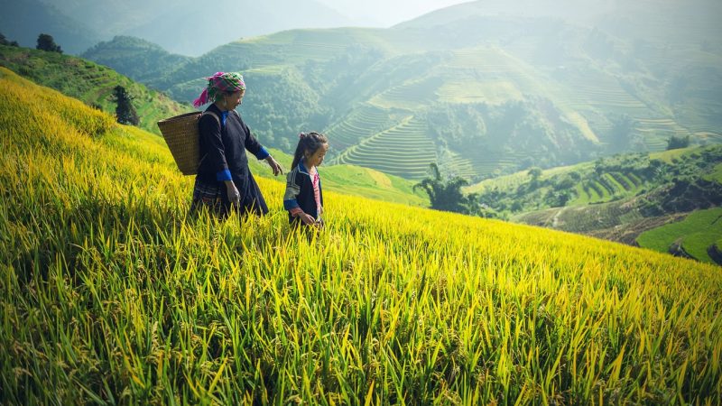 Giá gạo toàn cầu tăng gần mức cao nhất trong 12 năm và có thể tăng cao hơn nữa