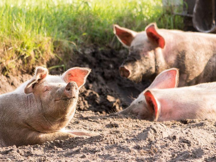 Hà Lan: Các Bộ trưởng cảnh báo biến thể cúm gia cầm hiện tại có thể lây sang người qua lợn