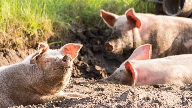 Hà Lan: Các Bộ trưởng cảnh báo biến thể cúm gia cầm hiện tại có thể lây sang người qua lợn