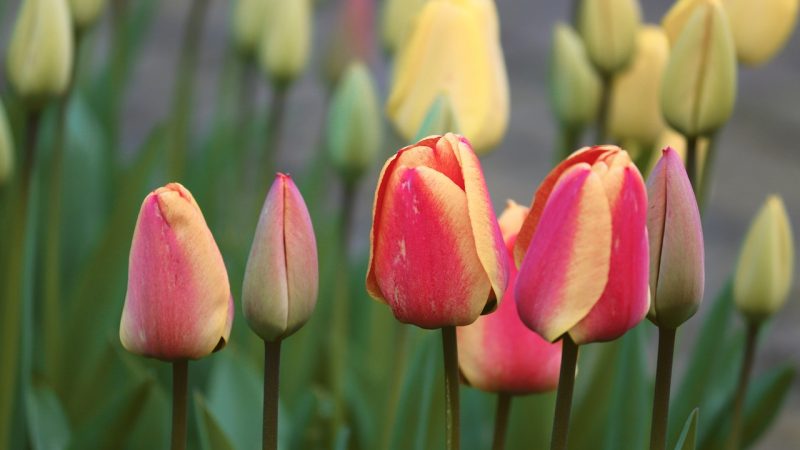Hơn 200.000 bông hoa tulip đã được tặng vào Ngày hoa tulip quốc gia ở Amsterdam