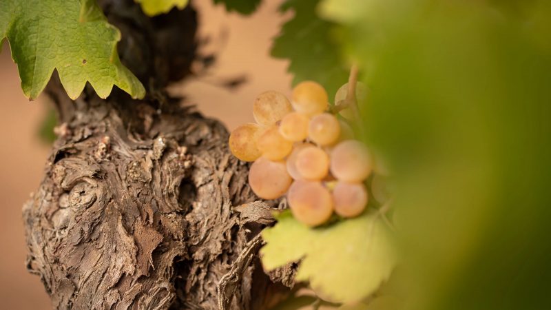 Khám Phá Cantine Petrosino – Hành Trình Rượu Vang Đậm Đà Hương Vị Địa Trung Hải tại Sicily