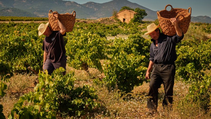 Trải Nghiệm Rượu Vang Độc Đáo tại Bodegas Care – Viên Ngọc Ẩn Của Vùng Cariñena, Tây Ban Nha